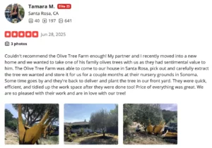 Photograph of olive trees at The Olive Tree Farm